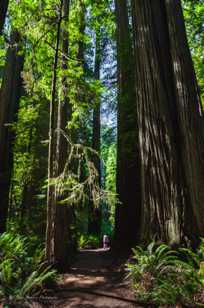 Jedediah Smith Redwoods-9806.jpg